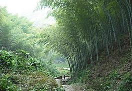 木坑竹海圖片