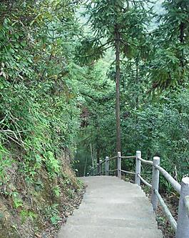 木坑竹海圖片