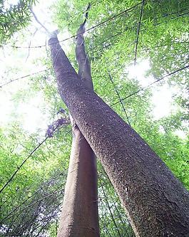 竹王園愛情樹圖片