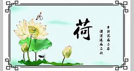 荷花圖片