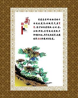 菊花圖片