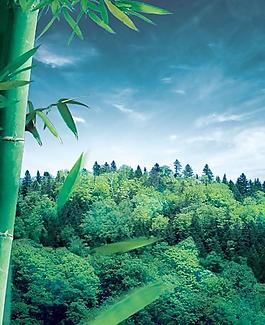 竹葉山林圖片