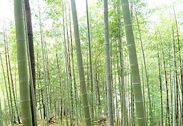 竹林圖片