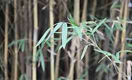 竹子圖片