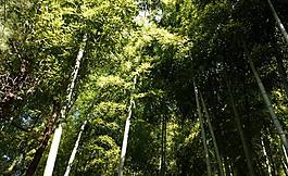 竹子圖片