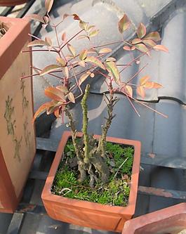 樹木圖片