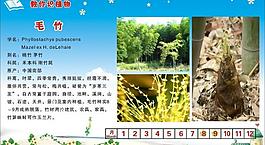 毛竹圖片