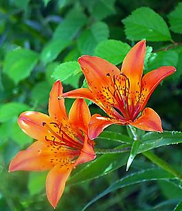 校園中的百合花圖片