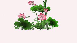 荷花圖片