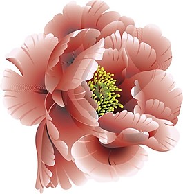 粉色牡丹花
