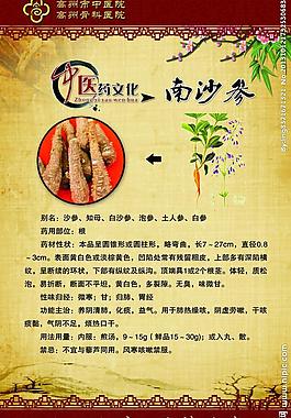 南沙參中醫(yī)藥文化圖片