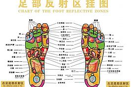 足底反射區(qū)穴位圖圖片