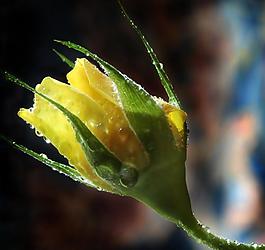 玫瑰花圖片