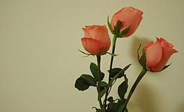 粉色玫瑰花圖片