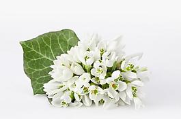 鮮花圖片