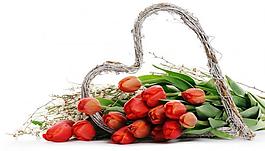 郁金香圖片
