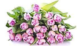 鮮花圖片