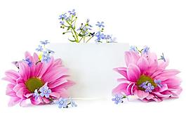 鮮花圖片