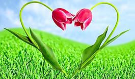 愛(ài)情花圖片