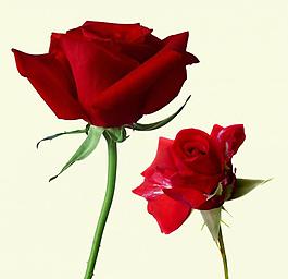 玫瑰花圖片