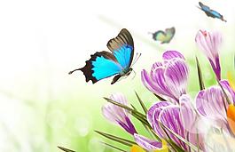 鮮花與蝴蝶圖片