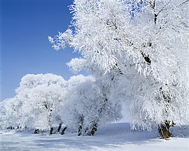 雪地樹(shù)林壁紙