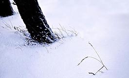 雪中樹根圖片