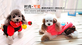 寵物狗狗