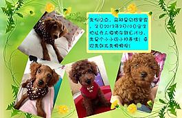泰迪寵物相冊圖片
