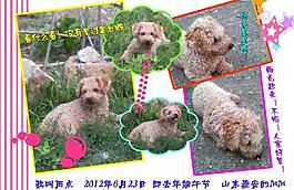 泰迪寵物相冊圖片