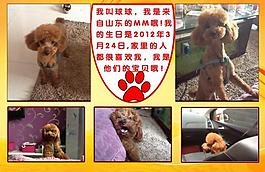 泰迪寵物相冊圖片