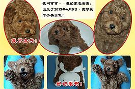泰迪寵物相冊圖片