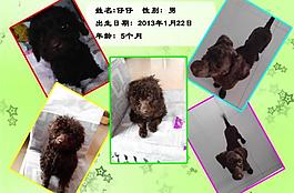 泰迪寵物相冊圖片