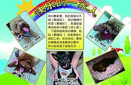泰迪寵物相冊圖片