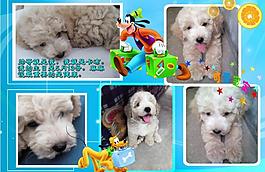 泰迪寵物相冊圖片