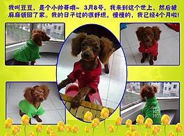 泰迪寵物相冊圖片