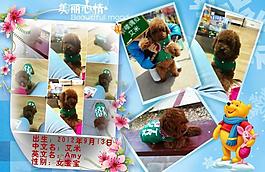 泰迪寵物相冊圖片