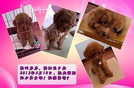 泰迪寵物相冊圖片