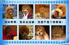 泰迪寵物相冊圖片