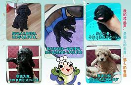 泰迪寵物相冊圖片