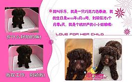 泰迪寵物相冊圖片