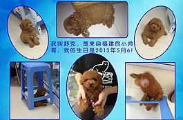 泰迪寵物相冊圖片