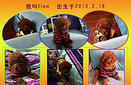 泰迪寵物相冊圖片