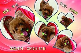 泰迪寵物相冊圖片