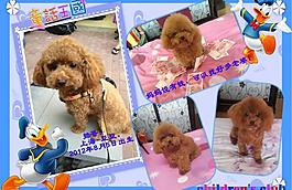 泰迪寵物相冊圖片