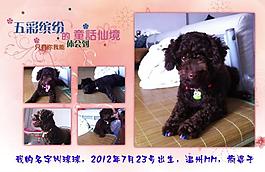泰迪寵物相冊圖片