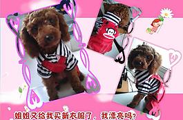 泰迪寵物相冊圖片