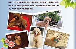 泰迪寵物相冊圖片