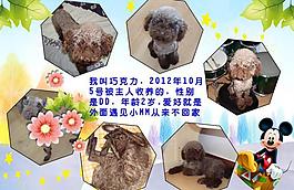 泰迪寵物相冊圖片