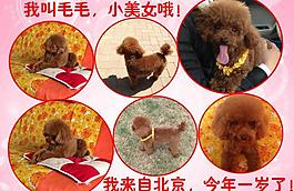 泰迪寵物相冊圖片